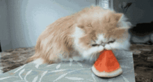 娱乐吃瓜酱猫妈妈视频下载,揭秘萌宠日常